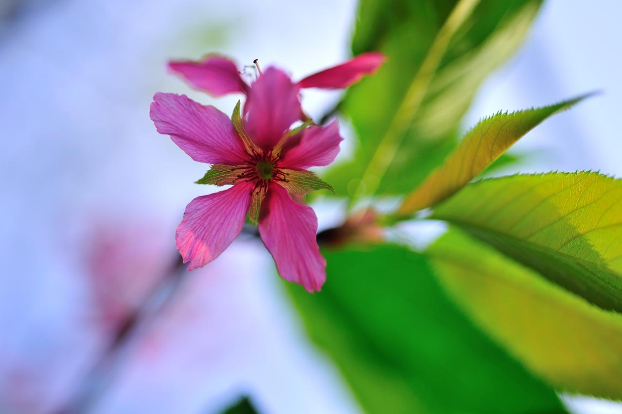 Zhoulan Flower Free花自在 المظهر الخارجي الصورة