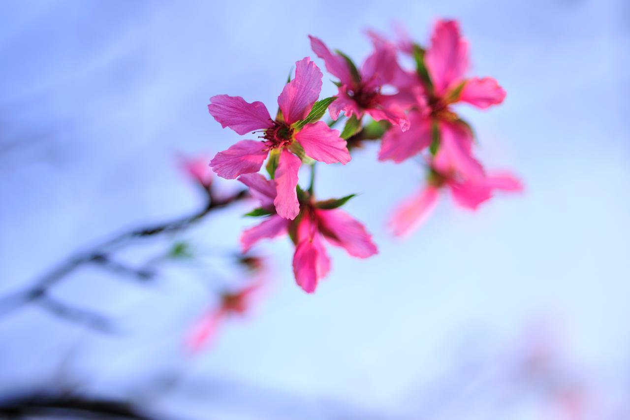 Zhoulan Flower Free花自在 المظهر الخارجي الصورة
